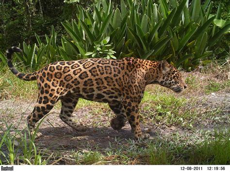 hay jaguares en venezuela